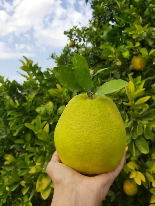 اگر من باغبان بودم در جای جای زمین،