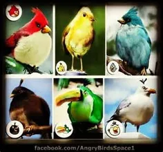 Angry Birds in nature