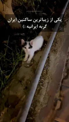گربه های ایرانی جزو کیوت ترینان عرر