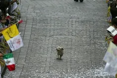 تو مکزیک خیابانی را برای عبور پاپ خالی کردند، این سگ کوچو