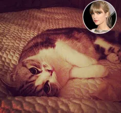 Taylor swift's cat