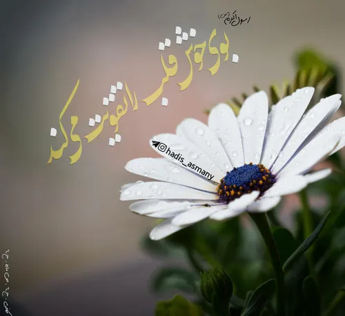 ✨ امام رضا علیه السّلام فرمودند: