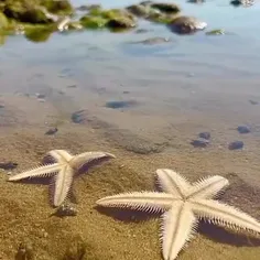 چرخش ستاره دریایی ⭐🌊