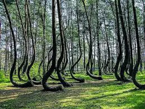 تمامی جنگل