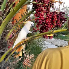 نکته عکس چیه ؟😄👌اسم این خارک رو میدونید؟😋