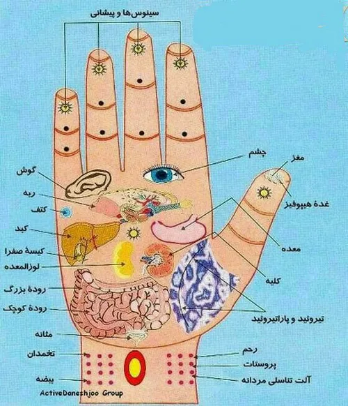 رابطه مناطق مختلف کف دست و اعضای بدن