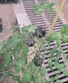 گوجه سیاه 