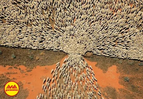 عبور گوسفندان از یک در ورودیه خیلی باریک