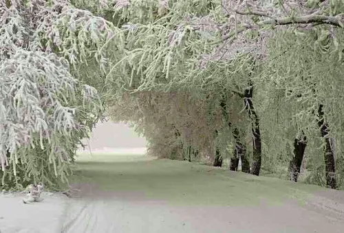 زیبایی جاده برفی