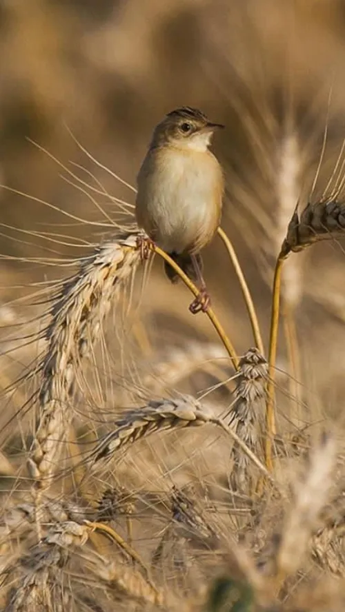 تنهایی مـــــا