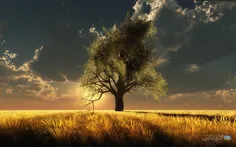 عکس /طبیعت بکر**تک درخت تنهایی/ابرهای سیاه /فصل ها و رنگ 