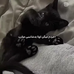 ولی گربه های سیاه حقشون نبود انقد هیت بگیرن💔🐈‍⬛