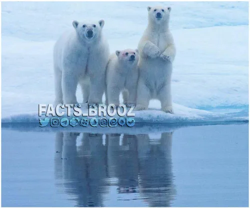 بومیان قطب شمال از پوست و گوشت خرس قطبی استفاده می کنند