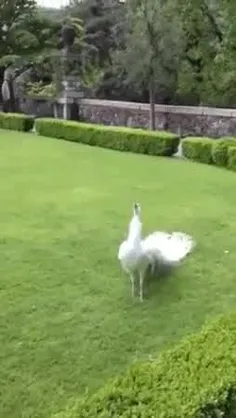 صحنه زیبا طاووس هنگام باز کردن پرهایش🙂🌷