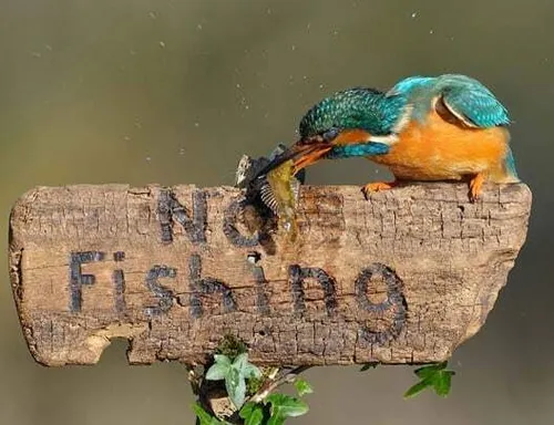 نافرمانی مدنی😁 روی تابلو «ماهیگیری ممنوع» با یک ماهی نشست
