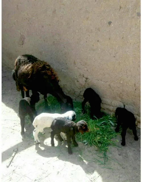 در یک اتفاق نادر در روستای قیصرق شهرستان سراب گوسفندی ۵ ق