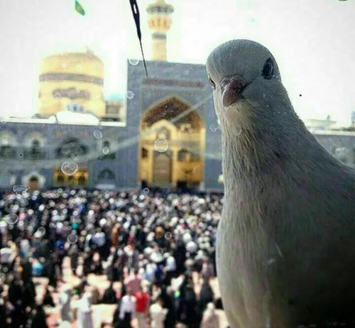 اینم سلفی کبوترحرم امام رضا(ع)....آقاجونم هواے همه رو داش