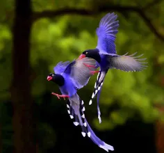 عشق بازی پرندگان