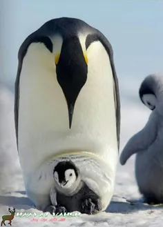 پنگوئن امپراتور از بزرگترین گونه پنگوئن است ، این پرنده ب