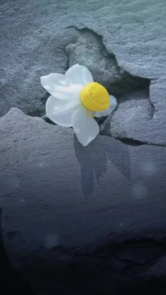 🌷 حضرت آیت‌الله بهجت قدس‌سره: