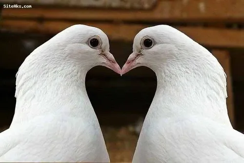 A closed cage life breath route