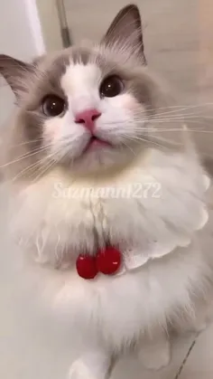 میووووو😻