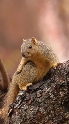 سنجاب روباهی (Sciurus niger)، همچنین به نام سنجاب روباه ش