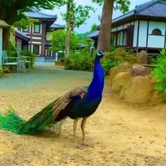آواز طاووس