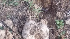 امروز قارچ پیدا کردیم خیلی خوش گذشت.