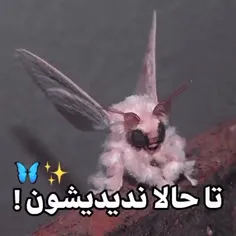 عرر چقد نازن🗿✨