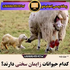 بنظرشما زایمان کدوم حیون سختره🤔