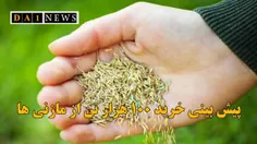 پیش بینی خرید تضمینی ۱۰۰ هزار تن گندم در مازندران