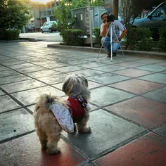 #dailytehran #Tehran #dog #photography #shooting #shoting