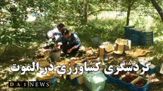 گزارش تصویری از گردشگری کشاورزی منطقه الموت
