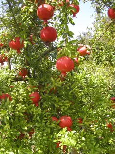 شاید زیاد خاطره خوشی نیست اما درس بزرگی شد برای من در زند