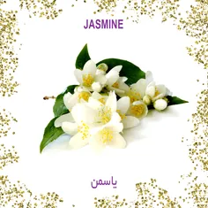 Jasmine  یاسمن   