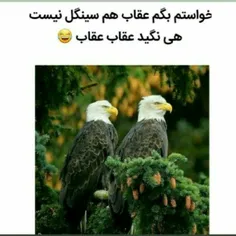 یا گرگید یا عقاب 🤭😝