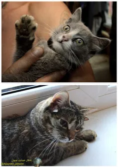 مردی در روسیه یک گربه پیدا کرده است که دارای دو گوش طبیعی