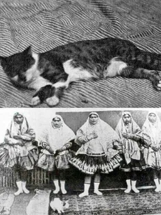 ببری‌خان، ماده گربه محبوب #ناصر_بلا 😉  بود که پرستار مخصو