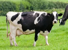 یک گاو بطور متوسط سالانه ۲۳۰۰ گالن شیر تولید میکند.