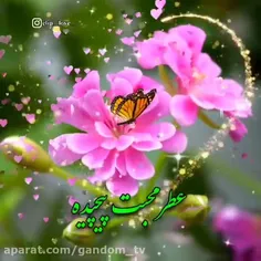 موسیقی shahra58 32640503