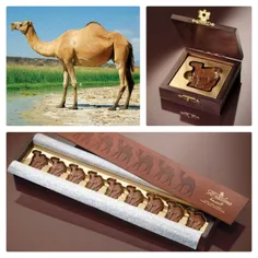 نخستین کارخانهٔ شکلات با شیر شترها در دبی با مدیریت مارتی