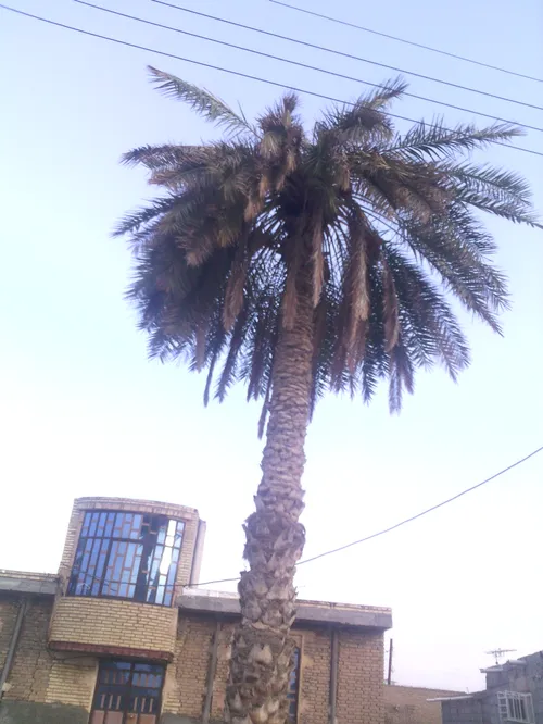 عکاسی خودمه