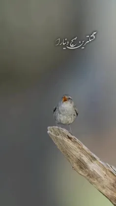 سلام صبحتون زیبا🙏💖