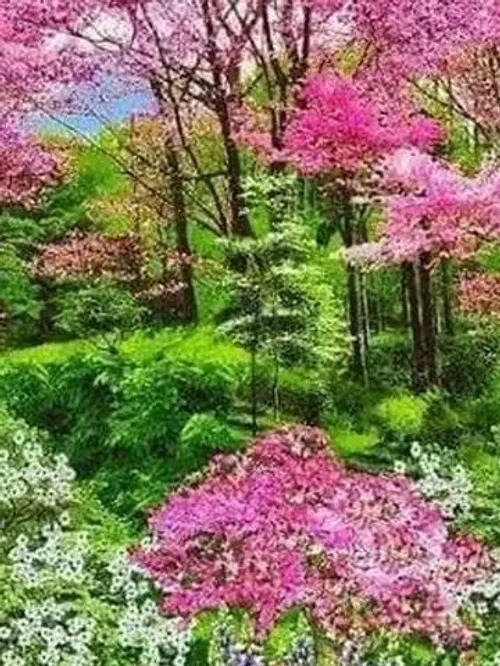 طبیعت زیبا گل زیبا تصویر پس زمینه ،
