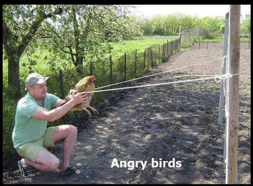 Angry birds