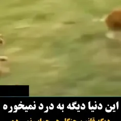 بله 