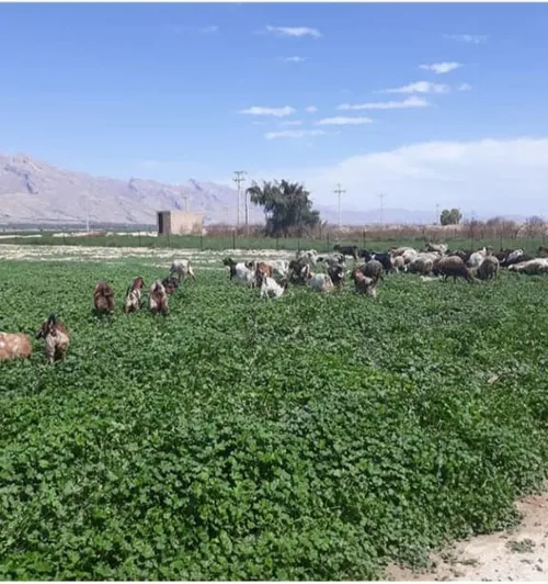 روستا زمین زراعی بز میش