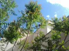 اسمان ابری زیبا بر فراز درختان زیبای سر به فلک کشیده حیاط