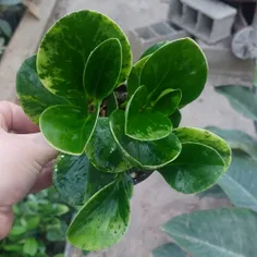 🍀قاشقی ابلق🍀
